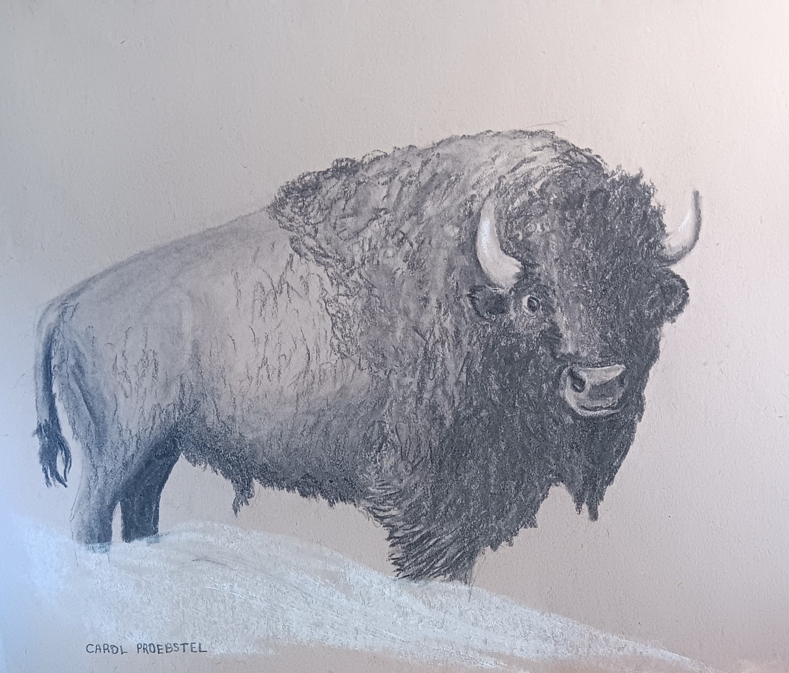 original drawing painting charcoal buffalo bison bull winter Carol Proebstel
