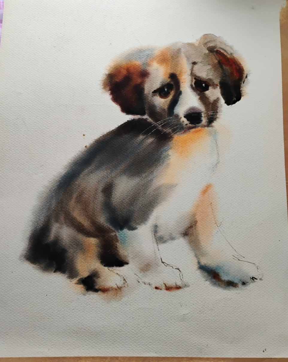 Original Watercolor Border Collie Dog Unframed 19″ x 15 1/2″