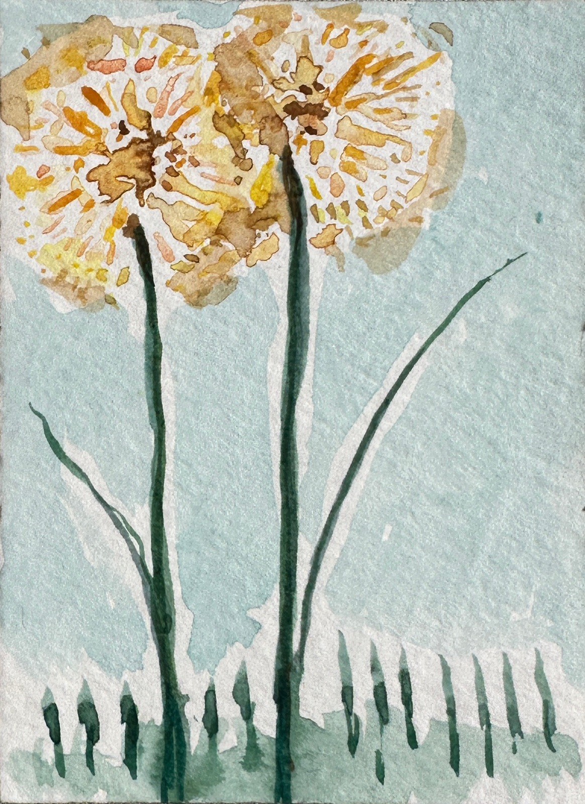 ACEO Original Watercolor Dandelions Flower Art by Bri Sander 3.5 x 2.5” OOAK ATC