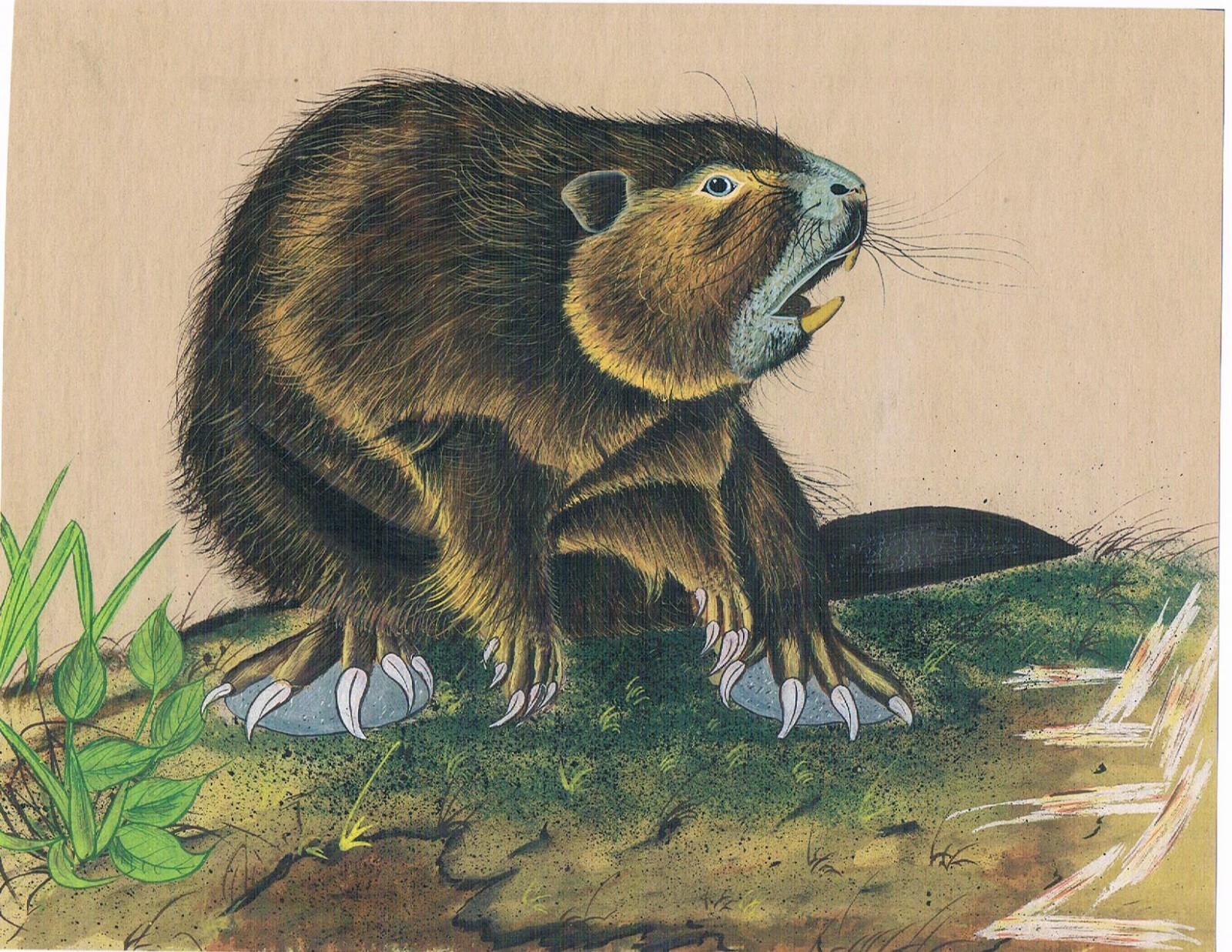 Indian Miniature Painting Of Wild Animal In Forest On Paper 8×6.5 Inches
