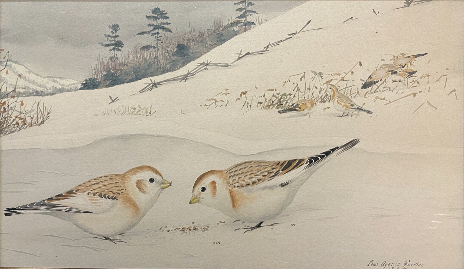 Orig. Bird Art Painting – Snow Buntings by Louis Agassiz Fuertes, Signed, 1904