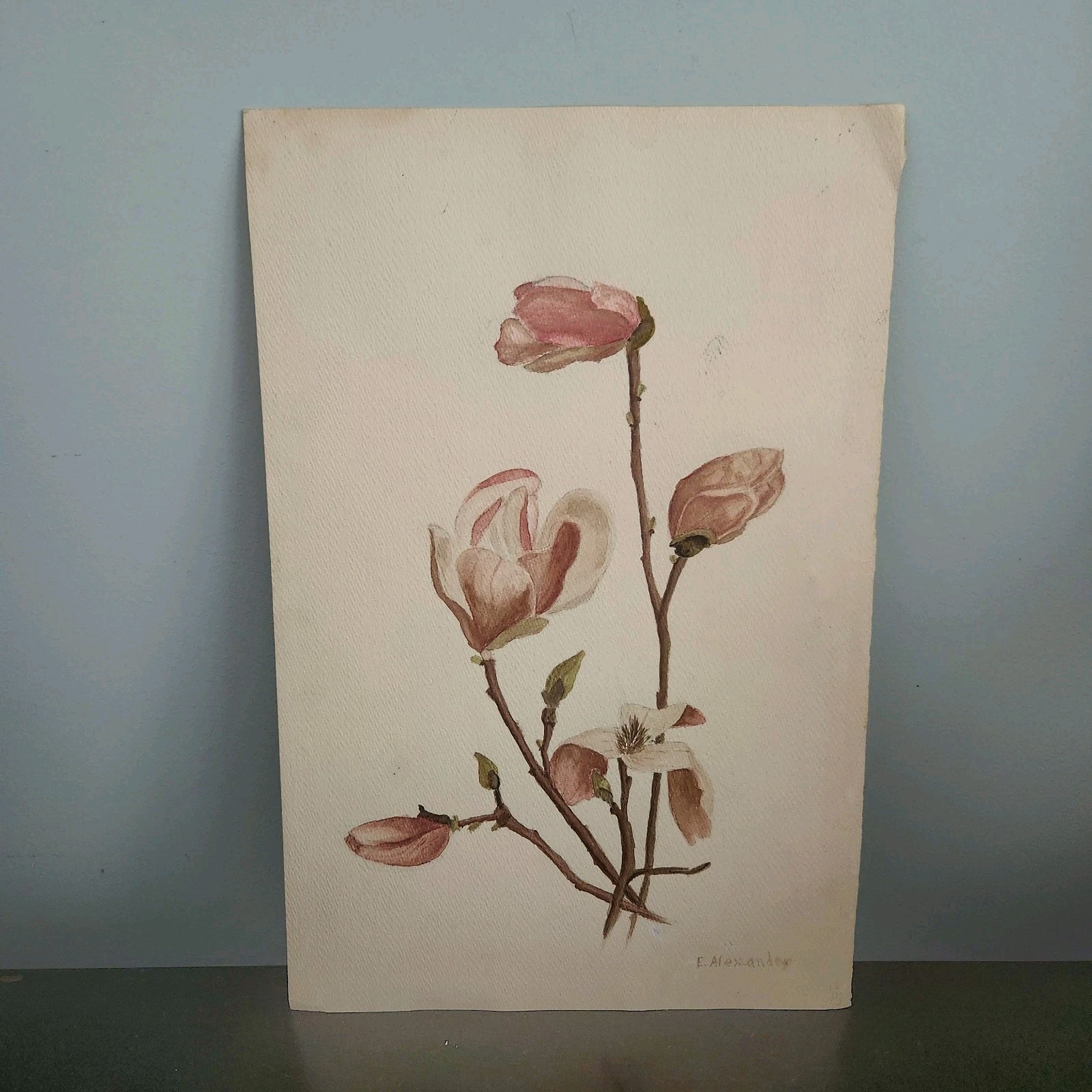 Original Watercolor Art Dusty Pink Magnolia Signed E. Alexander 12×18