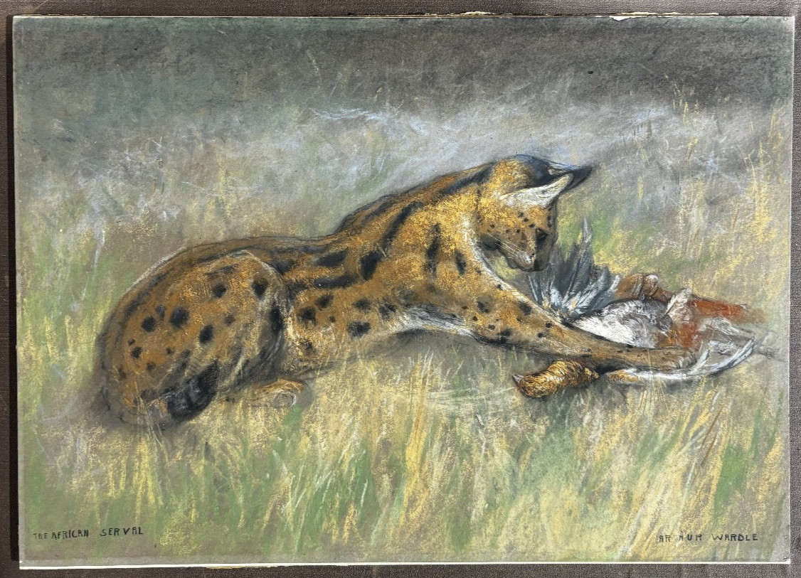 Original 1900s The African Serval by Arthur Wardle Pastel Painting